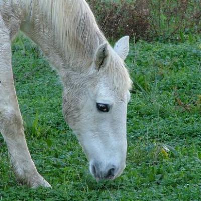 CHEVAL BLANC