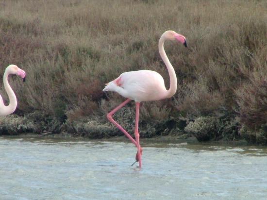 FLAMAND ROSE